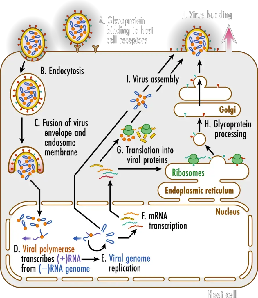 Replication in nucleus of Influenza A Virus
