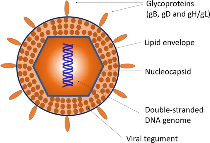 Structure of Herpes simplex virus 1 (HSV-1)
