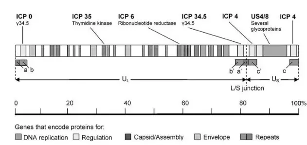 Genome of Herpes simplex virus 1 (HSV-1)
