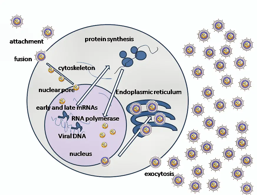 Replication of Herpes simplex virus 1 (HSV-1) 