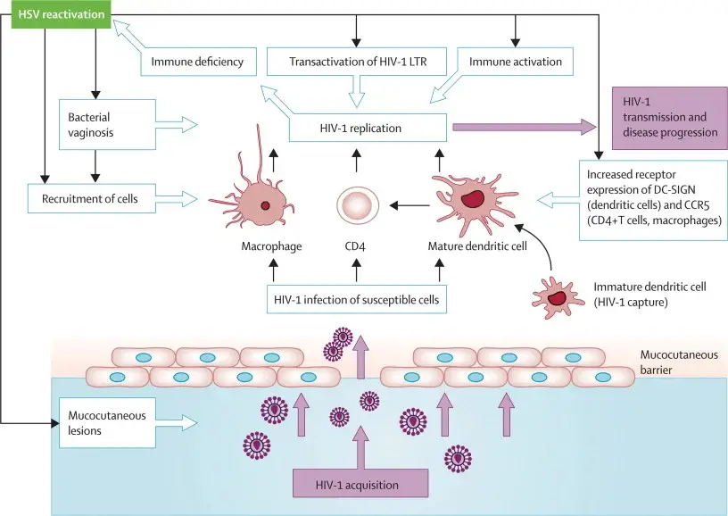 Pathogenesis of Herpes simplex virus 1 (HSV-1)
