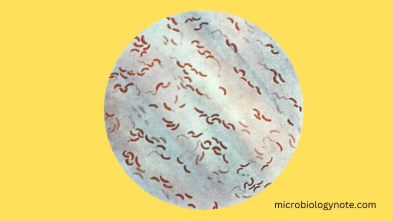does vanco cover gram negative rods