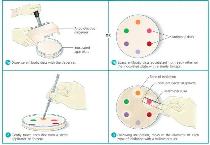 Kirby Bauer Disc Diffusion Method