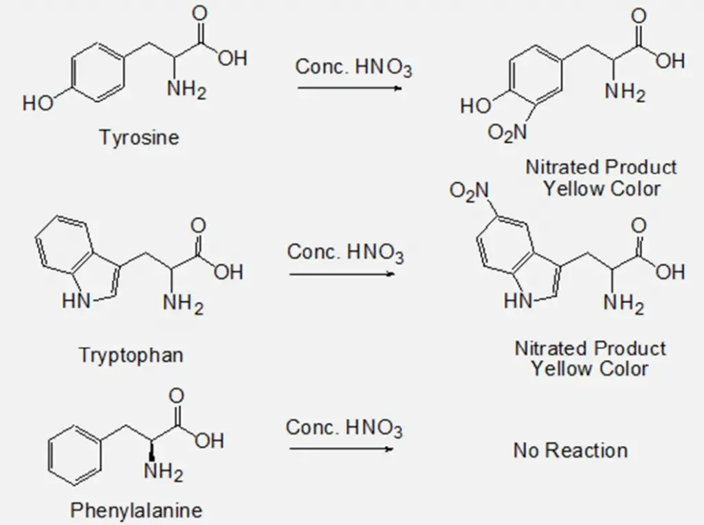 Principle of Xanthoproteic Test
