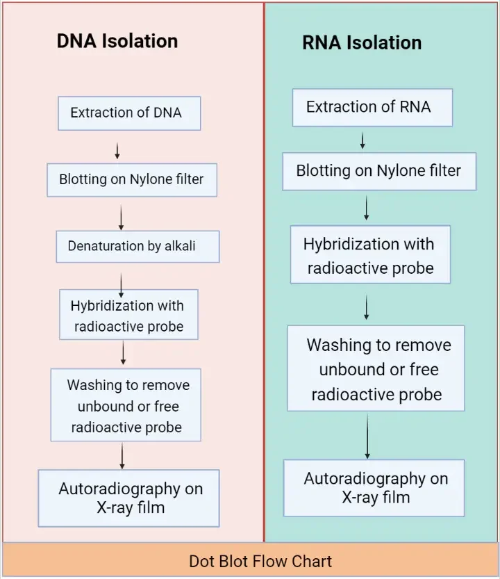 Dot blot flow chart for DNA and RNA isolation 