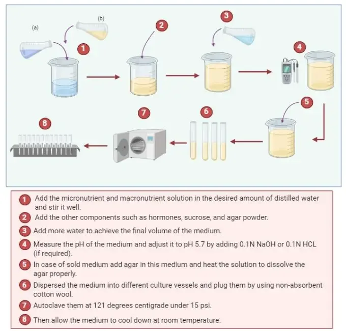 Plant Tissue Culture - Definition, techniques, Media composition, types, application. 6 Plant Tissue culture medium preparation | Image Author: SourvBio (Microbiologynote.com)