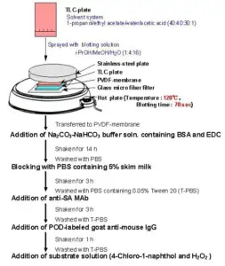 Eastern blot – Protocol, Principle, Application