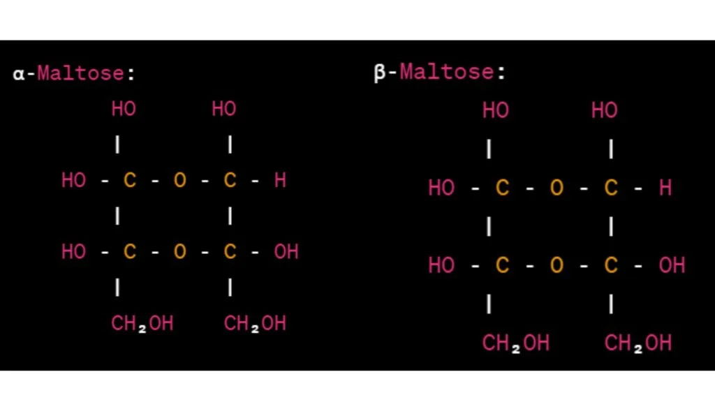 Haworth projections of maltose