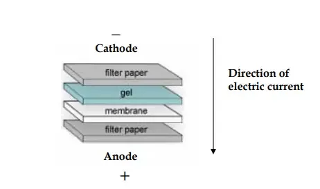 Western Blot gel arrangement
