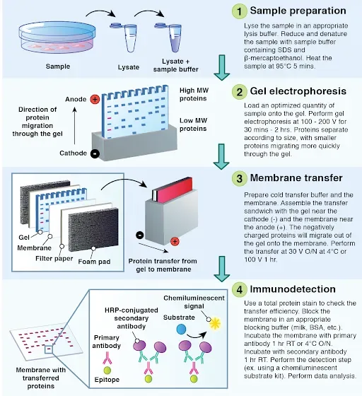 Western Blot Protocol