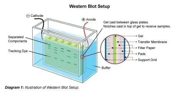 western blot setup