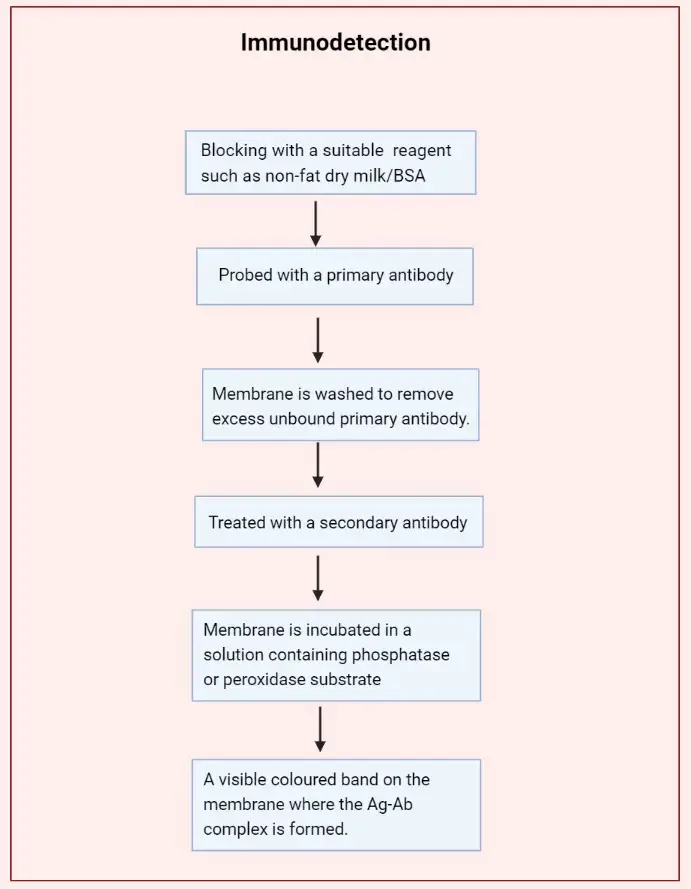 Immunodetection flowchart
