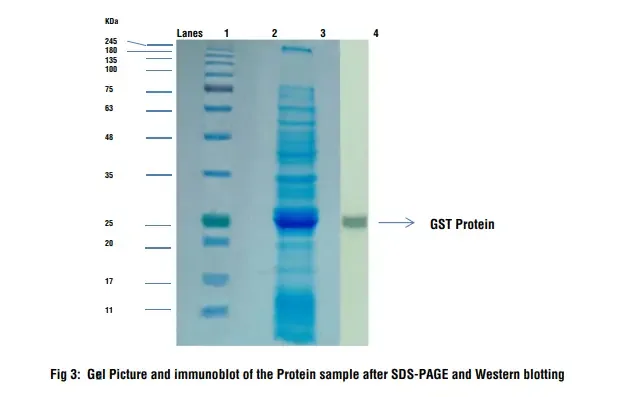 Western Blot Observation and Result
