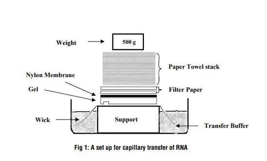 A set up for capillary transfer of RNA
