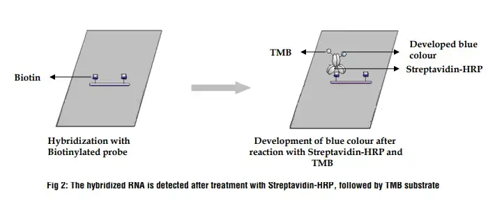 The hybridized RNA is detected after treatment with Streptavidin-HRP, followed by TMB substrate
