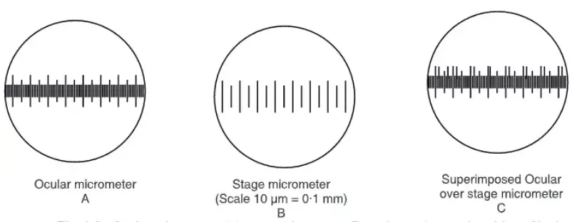 (a) Ocular Micrometer, (b) Stage Micrometer, (c) Superimposed ocular over stage micrometer
