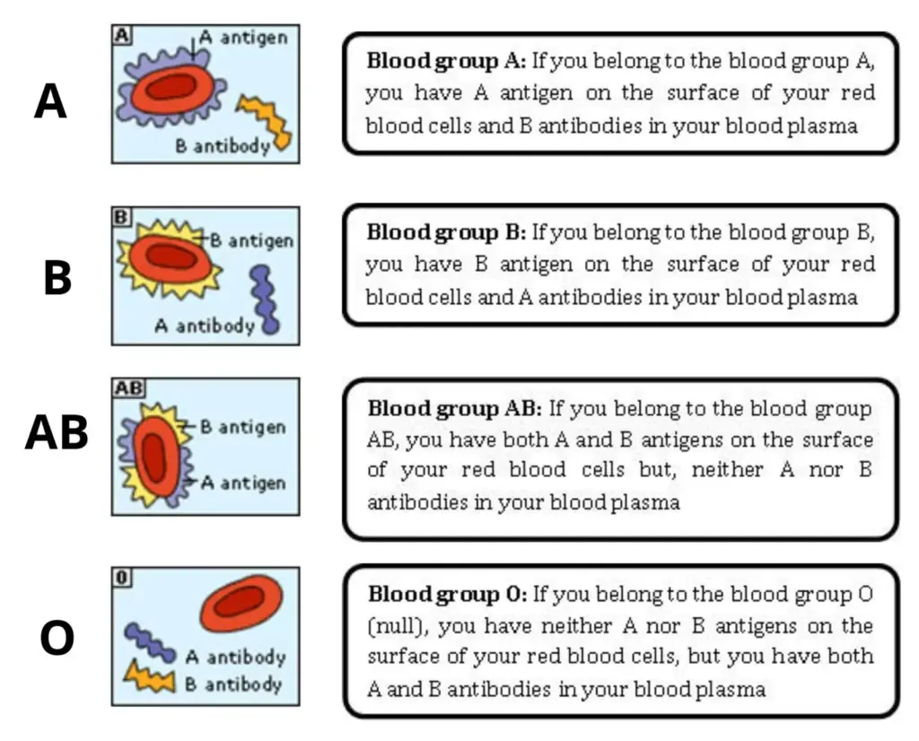 Blood Grouping Principle 