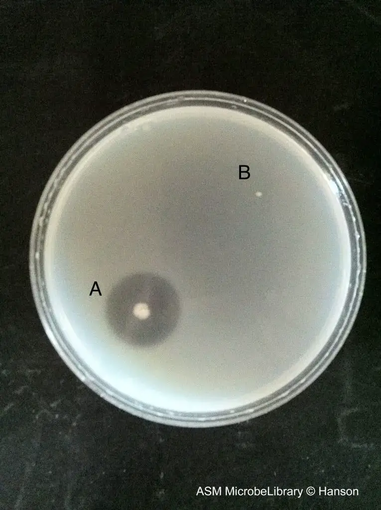 Gelatin hydrolysis test using nutrient gelatin plate method. (A) Positive gelatin hydrolysis exhibited by Bacillus subtilis indicated by the clear zone around the colony after the addition of saturated ammonium sulfate. (B) Negative gelatin hydrolysis exhibited by Escherichia coli indicated by the absence of a clear zone around the colony. Inoculated culture plates were incubated for 24 hours.