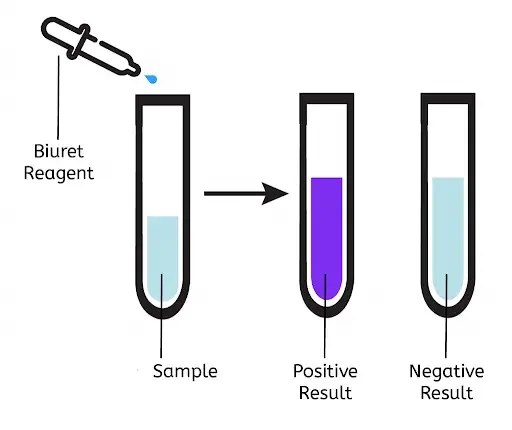 Procedure of Biuret Test 