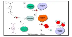 Oxidase Test - Definition, Principle, Procedure, Result, Application ...