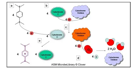 Principle of Oxidase Test 