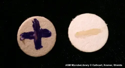 On the left is oxidase-positive Pseudomonas aeruginosa and on the right is oxidase-negative Escherichiacoli. Both organisms were rubbed on a filter that had been dipped in Kovács oxidase reagent and allowed to dry.
