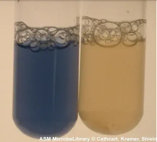 The tube on the left is oxidase-positive Neisseria sicca and the tube on the right is oxidase-negativeStaphylococcus aureus. After 24 hours of growth, Gaby and Hadley reagents were added to each tube 