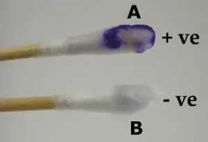 Swab Method of Oxidase Test
