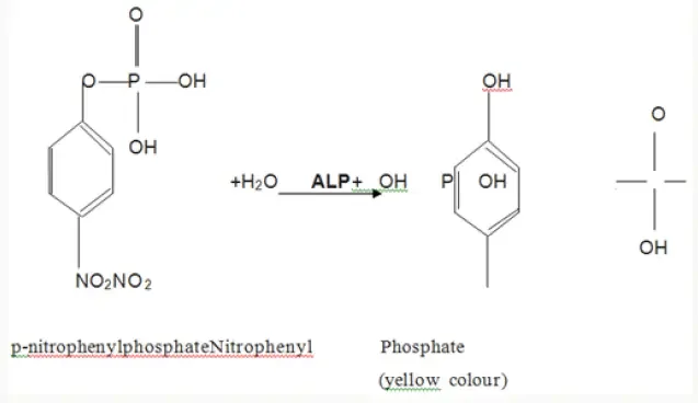 Alkaline Phosphatase Measurement