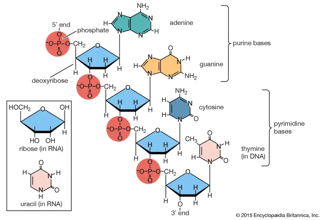 Structure of eicosanoids (prostaglandin, thromboxane, and leukotrienes). 