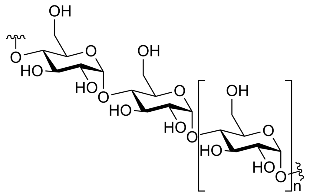 Amylose is a linear polymer of glucose mainly linked with α(1→4) bonds. It can be made of several thousands of glucose units. It is one of the two components of starch, the other being amylopectin.