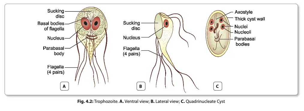 Morphology of Giardia Intestinalis