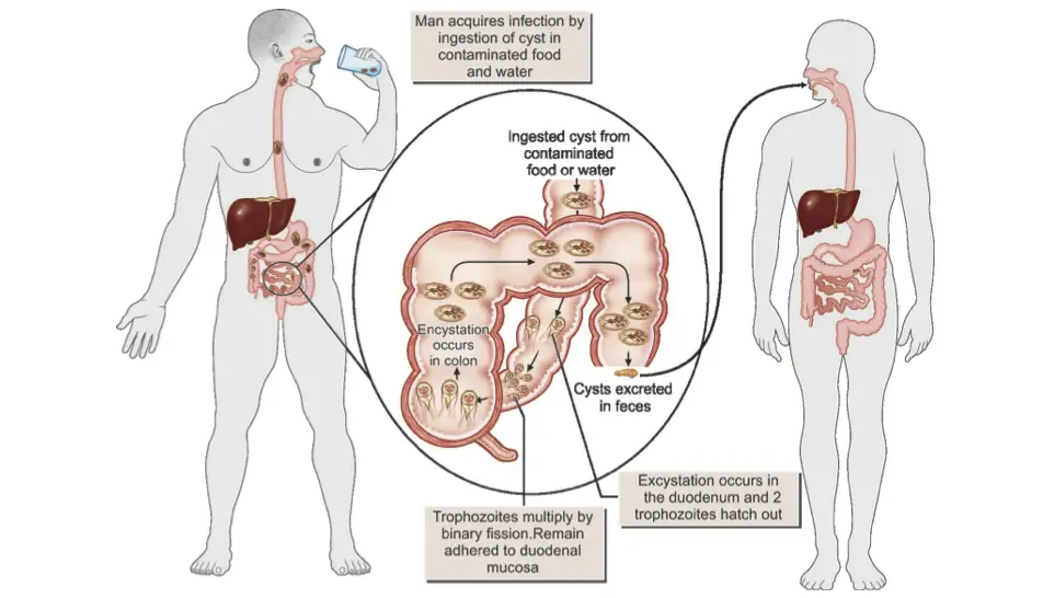 Life cycle of Giardia Intestinalis