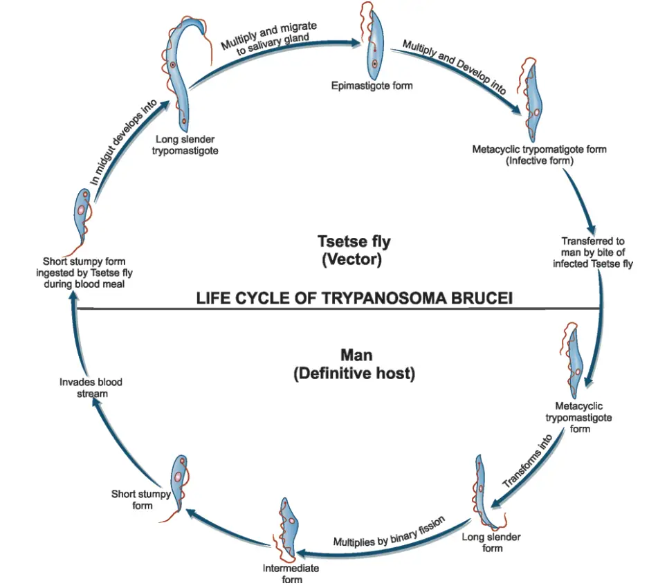 Life Cycle of Trypanosoma gambiense