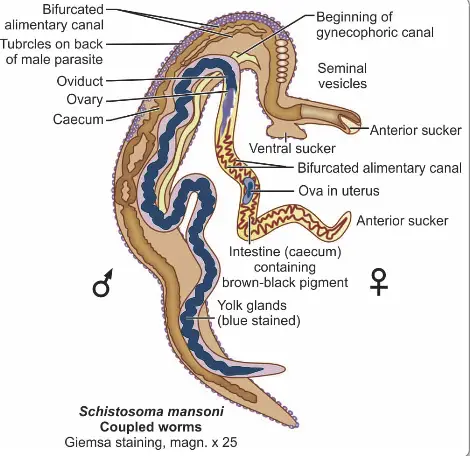 Schematic diagram showing structural details of Schistosoma (coupled)