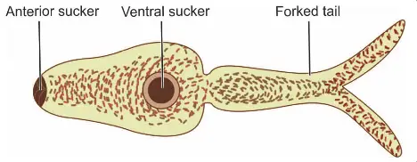 Schematic diagram to show cercaria larva of Schistosoma spp.