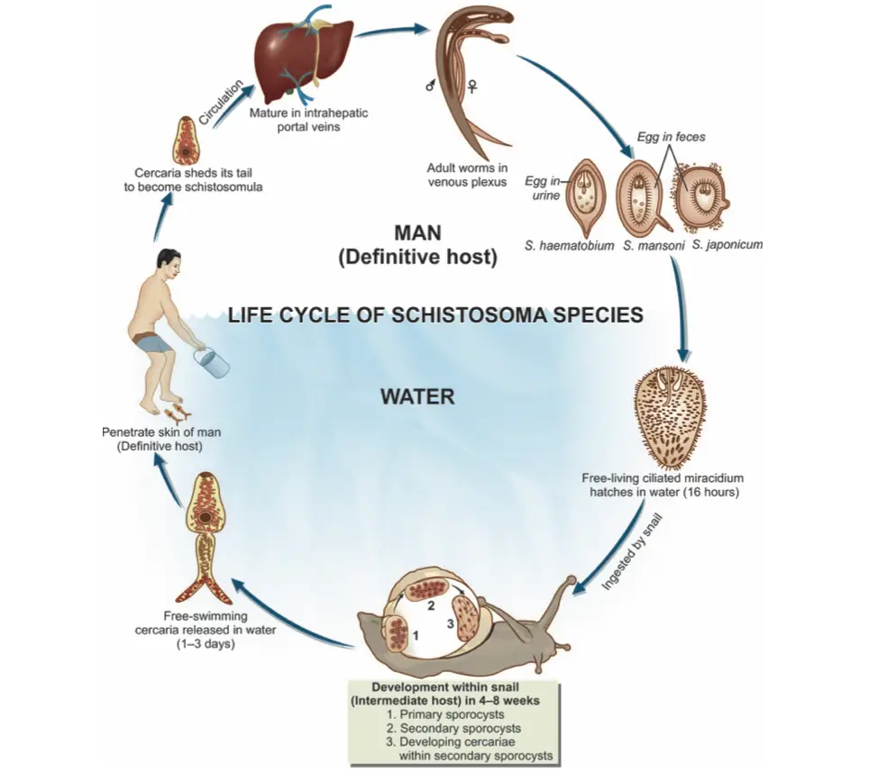 Life cycle of Schistosoma spp.