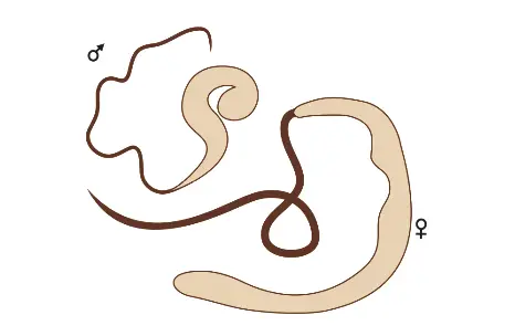 Adult worm of Wuchereria bancrofti