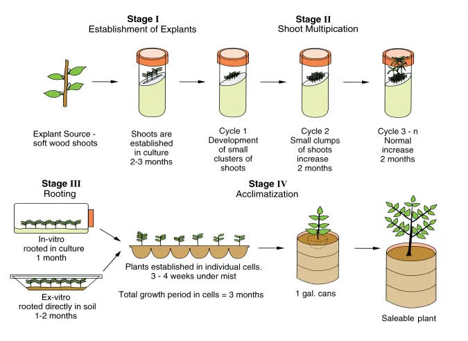 Stages of Micropropagation - Steps of Micropropagation