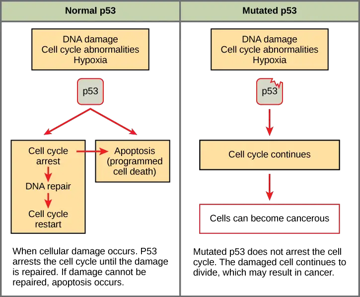 The role of normal p53 is to monitor DNA and the supply of oxygen (hypoxia is a condition of reduced oxygen supply).