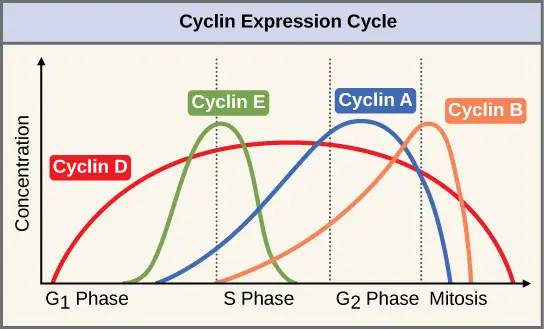 The concentrations of cyclin proteins change throughout the cell cycle. 