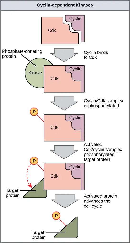 Cyclin-dependent kinases (Cdks) are protein kinases that, when fully activated, can phosphorylate and thus activate other proteins that advance the cell cycle past a checkpoint. To become fully activated, a Cdk must bind to a cyclin protein and then be phosphorylated by another kinase.