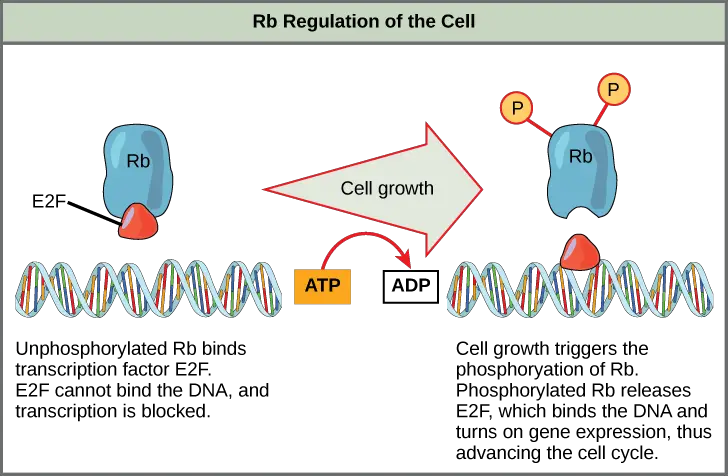 Rb halts the cell cycle and releases its hold in response to cell growth.