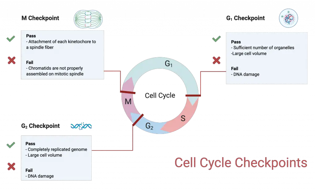 The cell cycle is controlled at three major checkpoints.