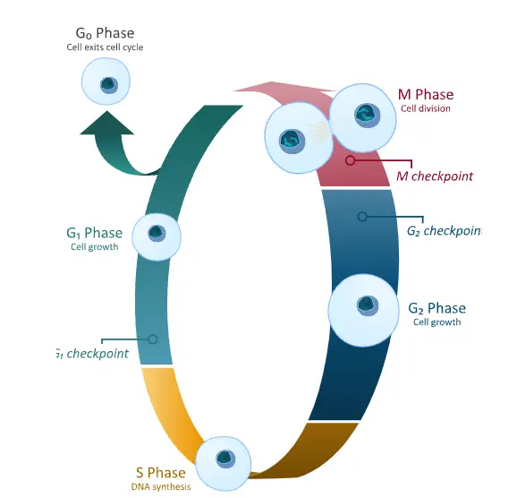 Phases of Cell Cycle