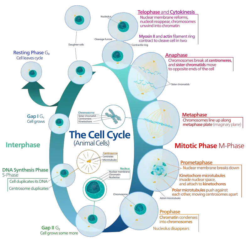 Animal cell cycle

