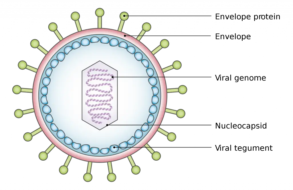 Virus Characteristics,