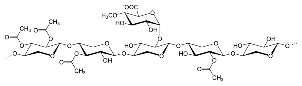 The structure of xylan in hardwood.