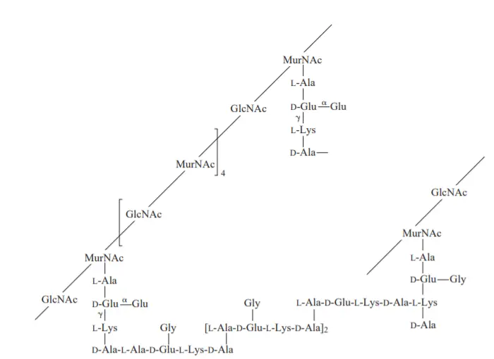 The structure of typical bacterial cell wall (peptidoglycan).