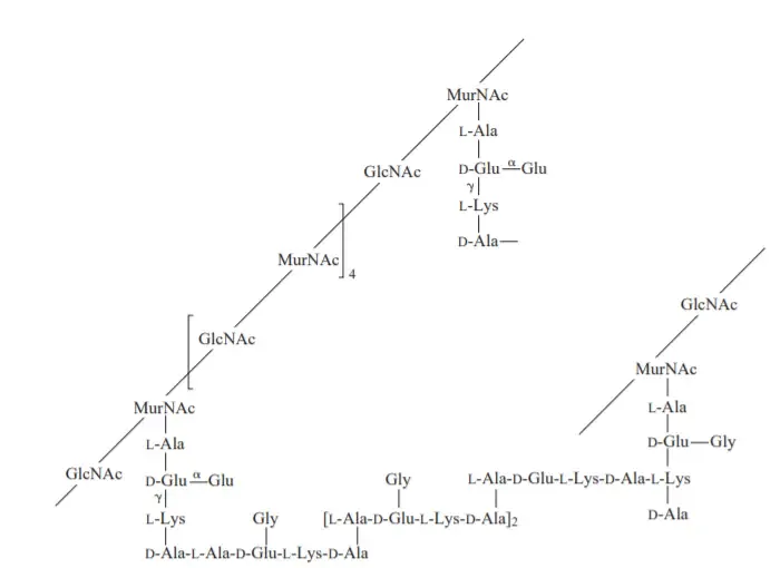 The structure of typical bacterial cell wall (peptidoglycan).